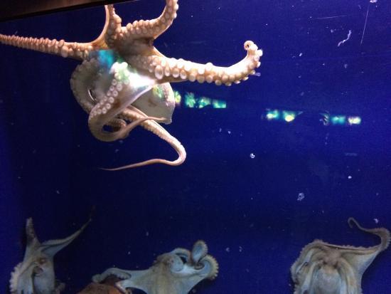 Aquarium van Barcelona